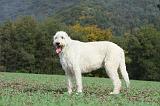 IRISH WOLFHOUND 169
